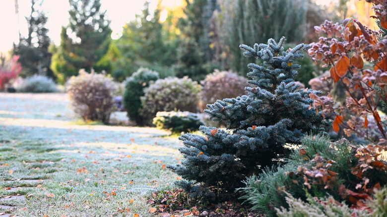 A garden full of evergreen plants in winter