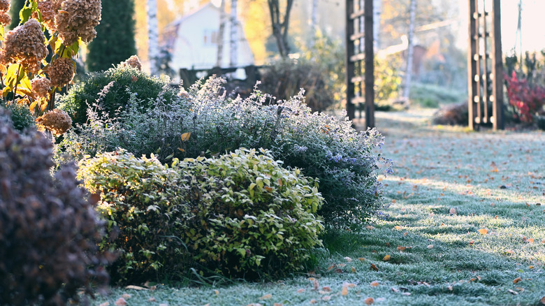 A winter garden with evergreen plants