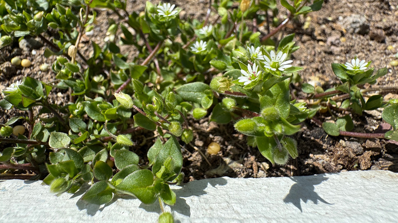 Chickweed growing alongside concrete with white flowers pointed up at the sky