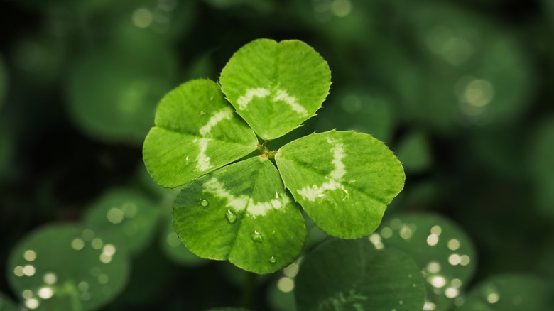 A close-up of a four-leaf clover with dark green flora in the background