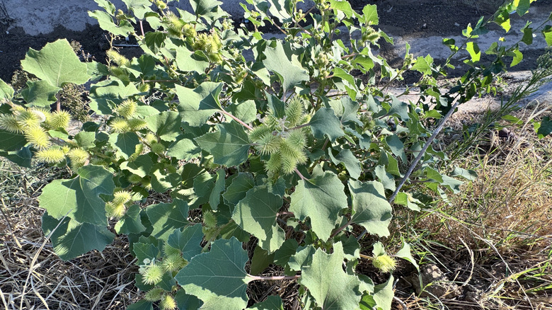 The common cocklebur with its burs and large leaves grown in the shape of a small shrub
