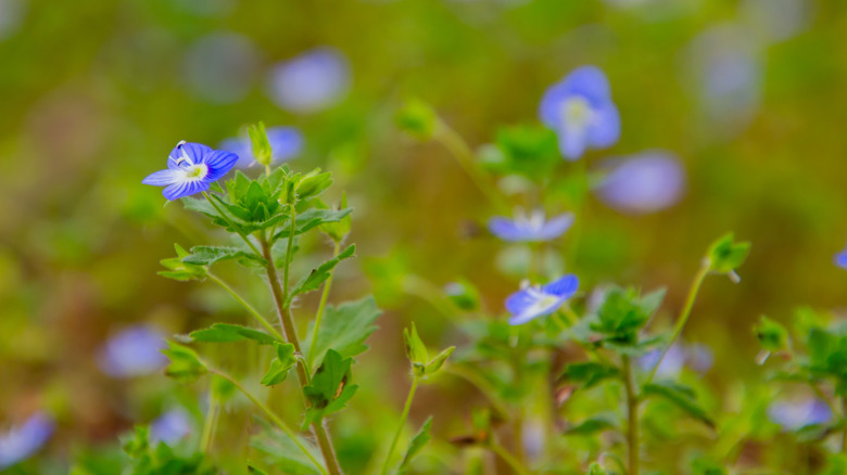 Corn speedwell up close, focusing on the blue and greenish-yellow flowers