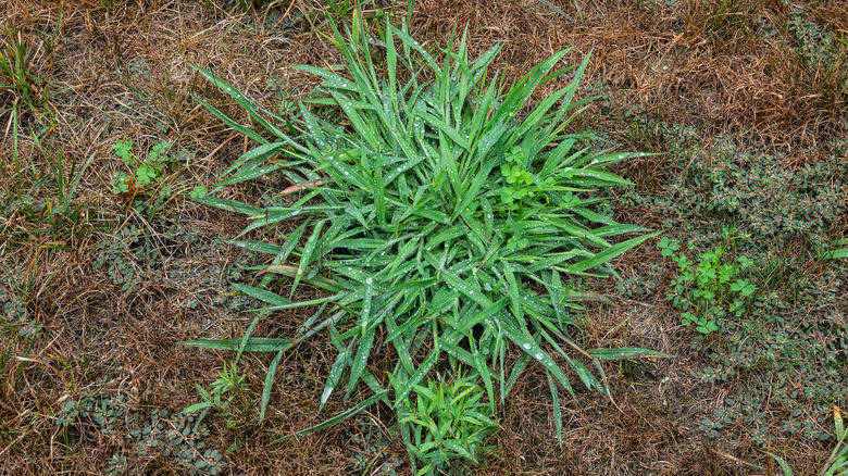 A patch of crabgrass surrounded by small other weeds thriving over a patch of dead grass