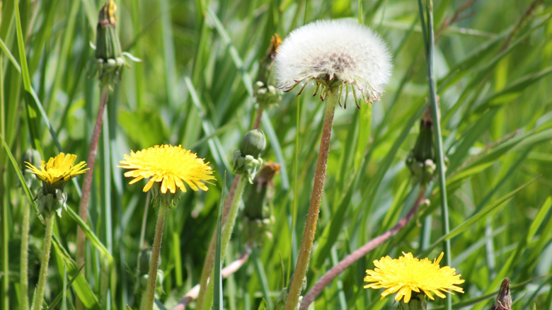 yellow and puffball dandelions nestled amongst grass