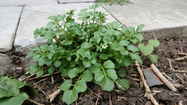 Hairy bittercress emerging from disturbed soil next to a walkway made from pavers