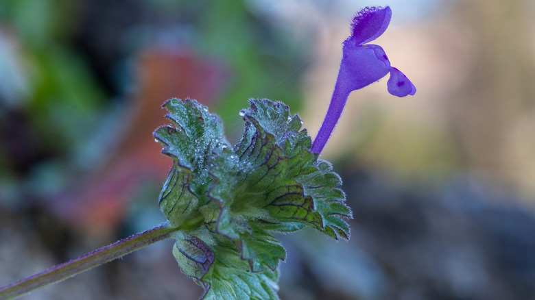 A close-up of the purple flowers of the weed henbit