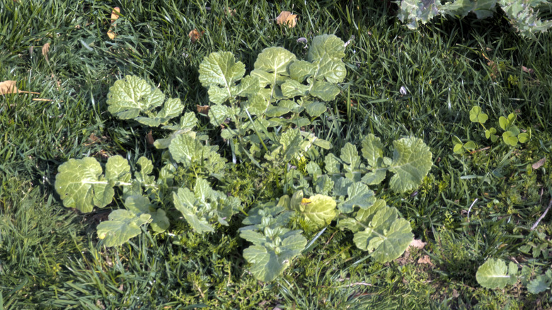 Weeds emerging from a patchy but green lawn