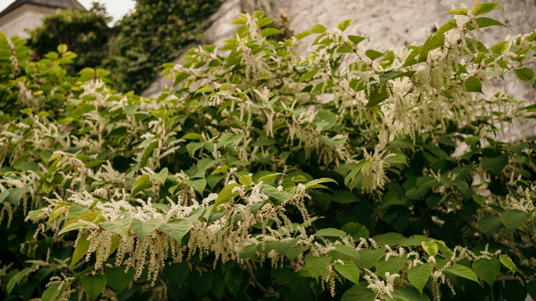 Japanese knotweed overwhelming a space next to a wall