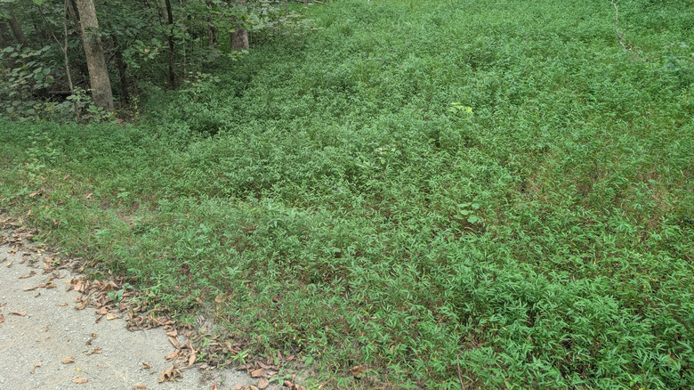 A walkway and open area near the forest completely overwhelmed by Japanese stiltgrass
