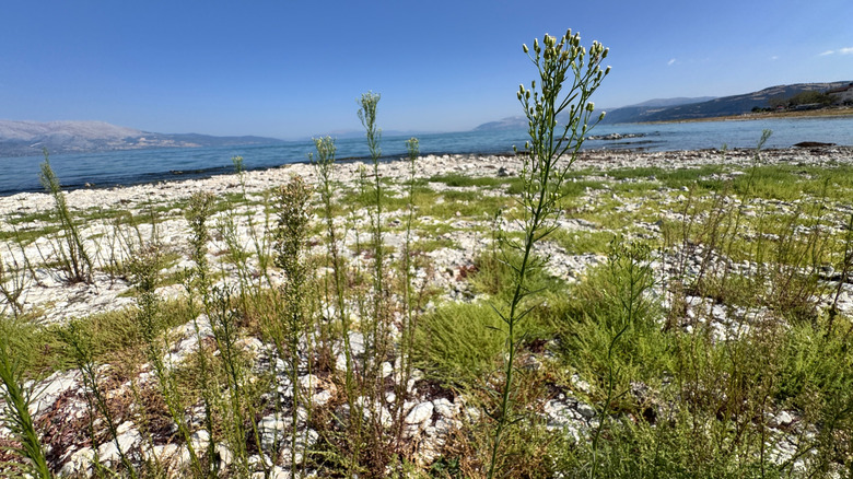 Marestail along a sandy coast with mountains in the background
