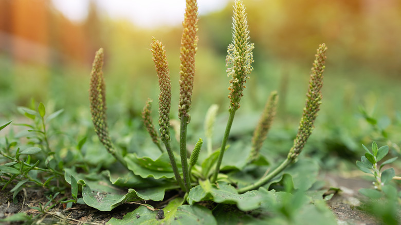 A plantain weed outside taking in the sun