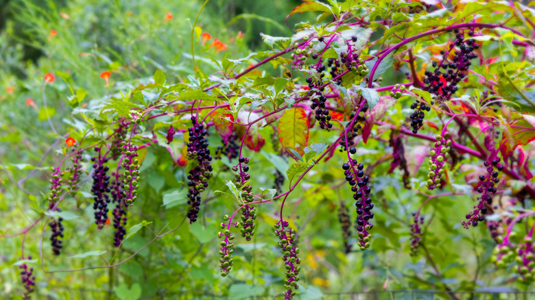 A pokeweed plant wit its purple branches and dark berries hanging over the ground in front of other green plants