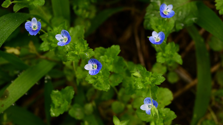 A close up and top down view of wild violets in bloom