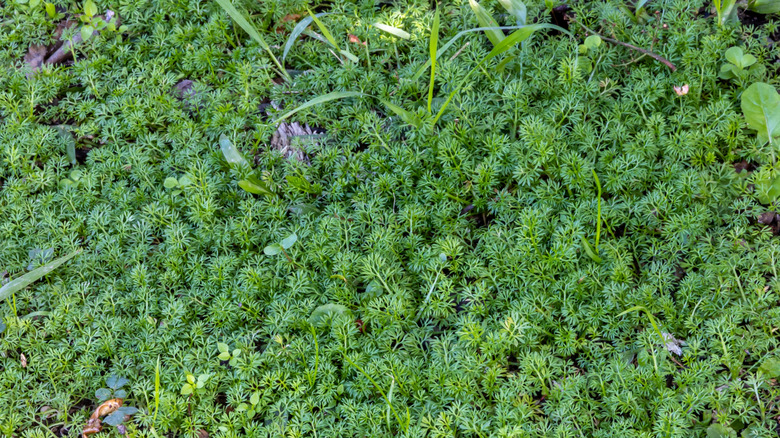 winter burweed
