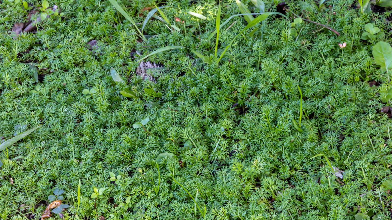 Fall Is The Best Time To Control & Prevent Winter Burweed From Growing