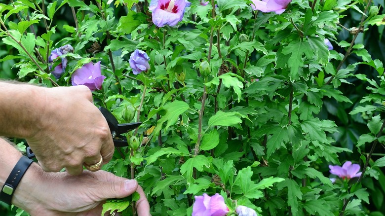 A gardener pruning blooming purple hibiscus.