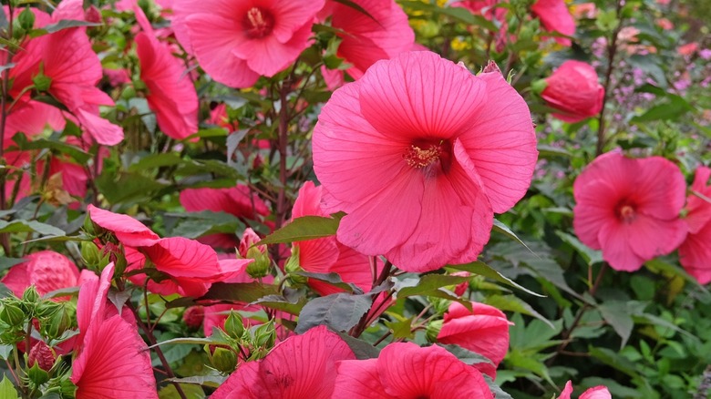Blooming red swamp mallow