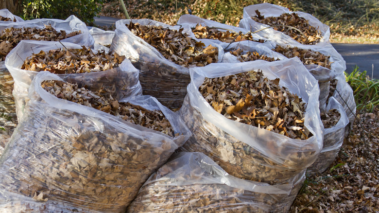 Several bagged leaves sitting curbside