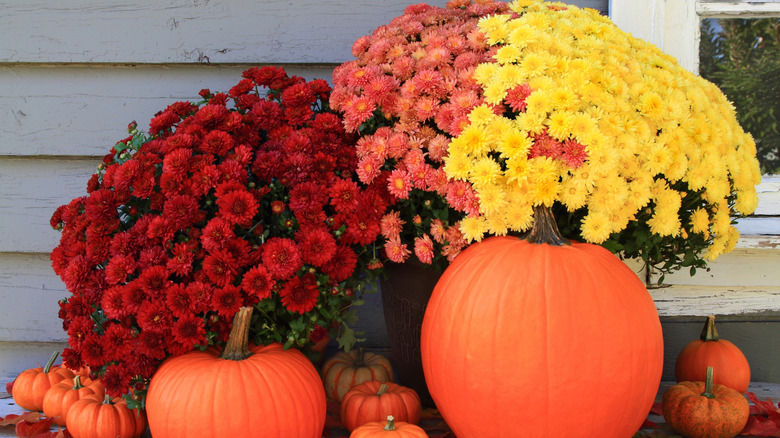 Picture of beautiful arrangement of typical for Autumn and Thanksgiving pumpkins, mini pumpkins and red, yellow and pink fall mums in front of country old wooden home