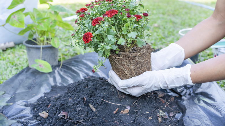Close-up of hands holding green plant and flower pot above ground with gardening tools