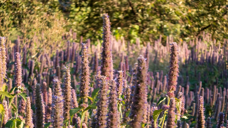 Anise Hyssops growing in a field