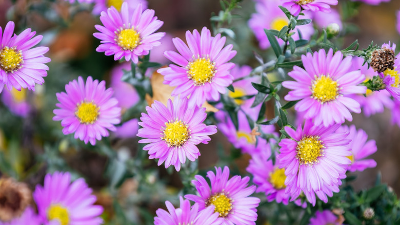 pinkish purple aster flowers