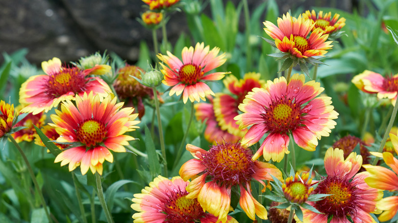 orange/red blanket flowers