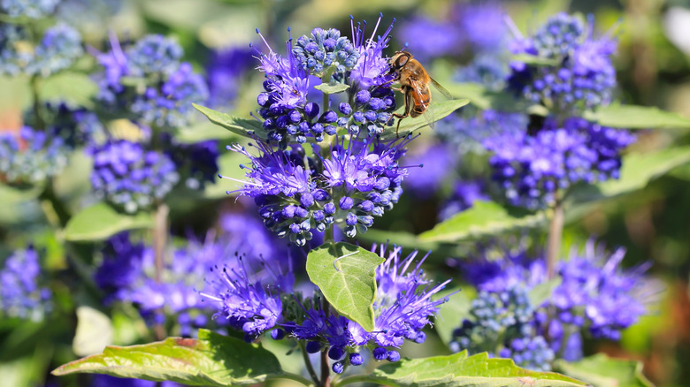 close up of a bee resting on bluebeard blossom