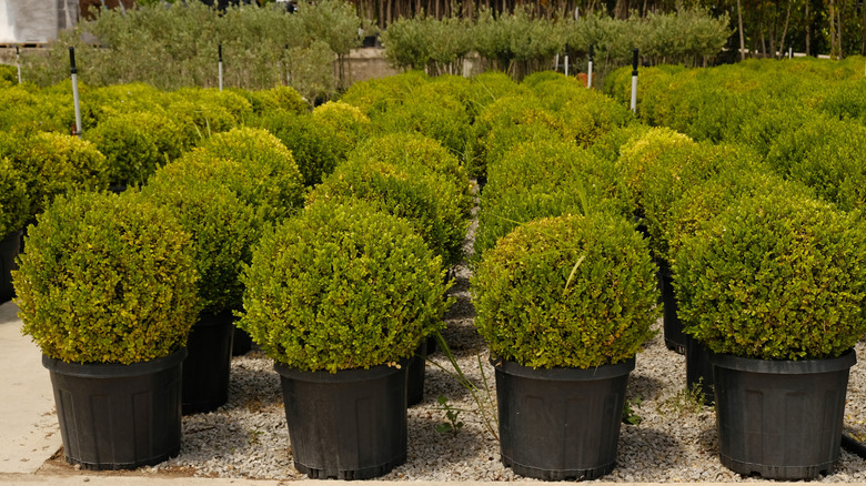 boxwood shrubs in containers lined up at garden center