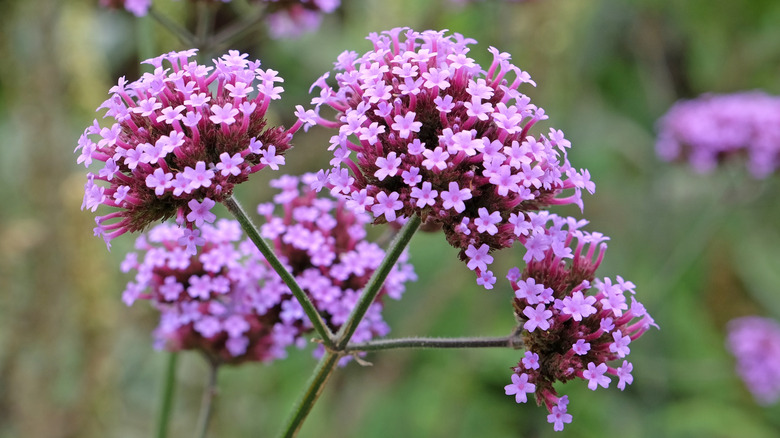 close up of buenos aires flowers