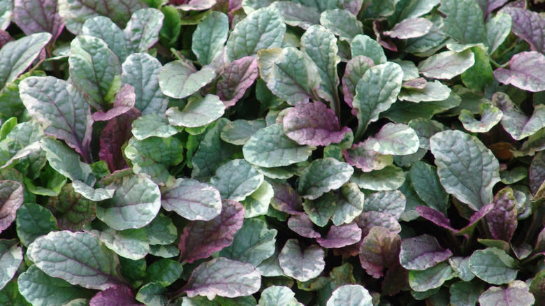 close up of green and purple bugleherb foliage