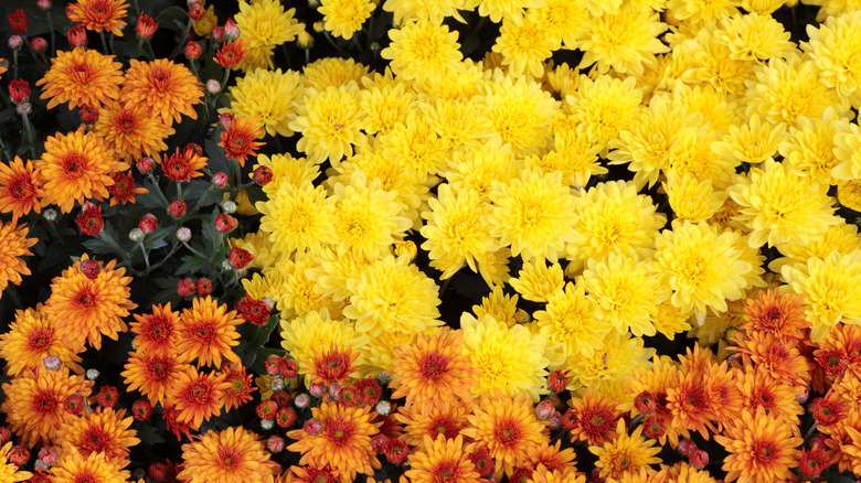 close up of yellow and orange mums