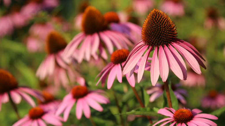 pink cone-shaped coneflowers