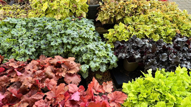 different colors and varieties of coral bells