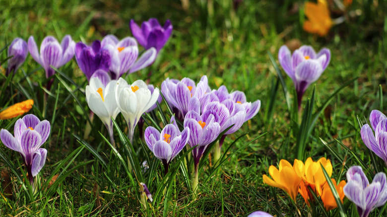 small white, purple, and yellow crocus flowers