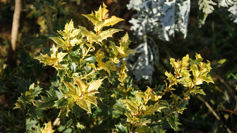 close up of false holly folliage