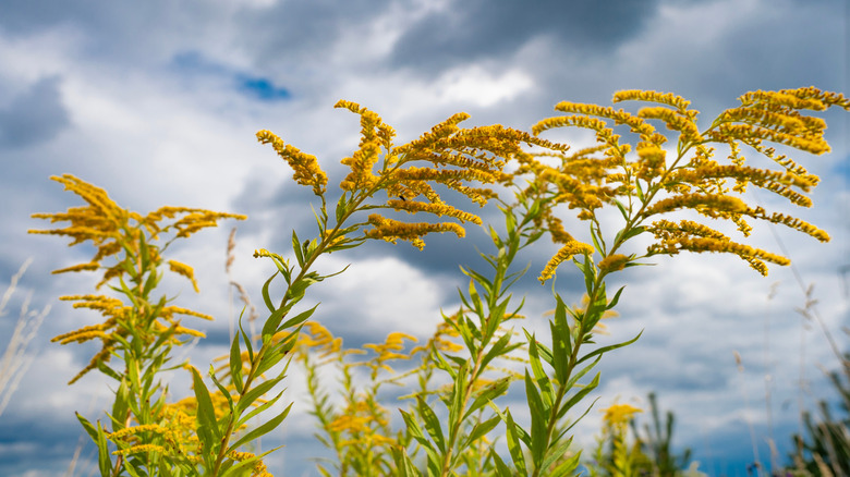 goldenrod in front of cloudy sky
