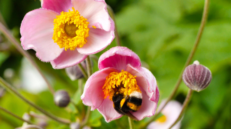 bumble bee getting nectar from Japanese anemone