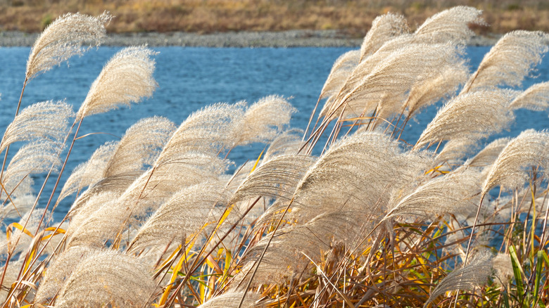 Ornamental grass swaying in the wind