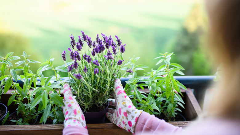 Person planting lavender in garden box