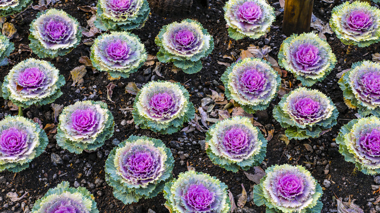 garden bed filled with purple ornamental cabbage