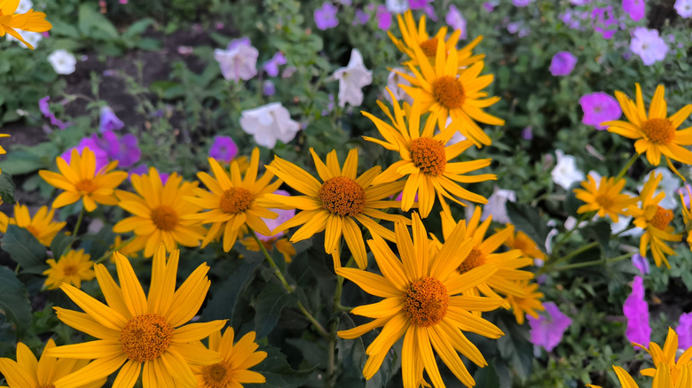 Vibrant yellow oxeye sunflowers in flowerbed