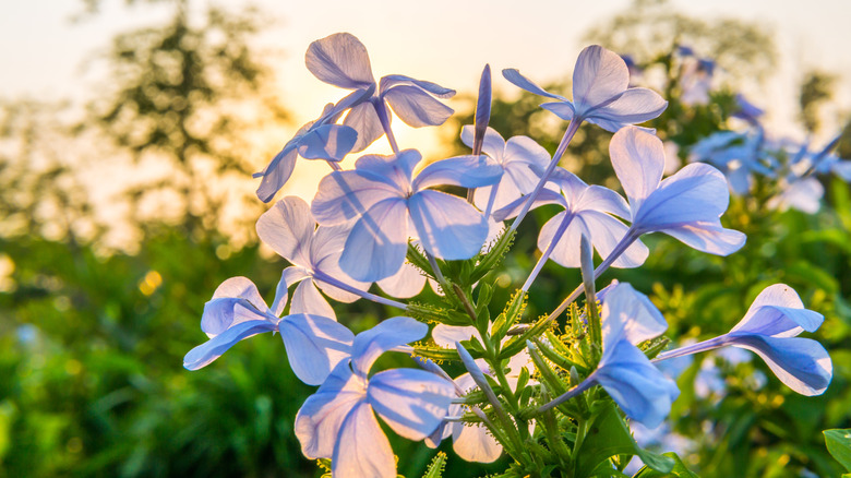 plumbago flowers in the setting sun