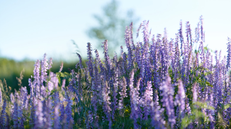 purple flowers on Russian sage plant