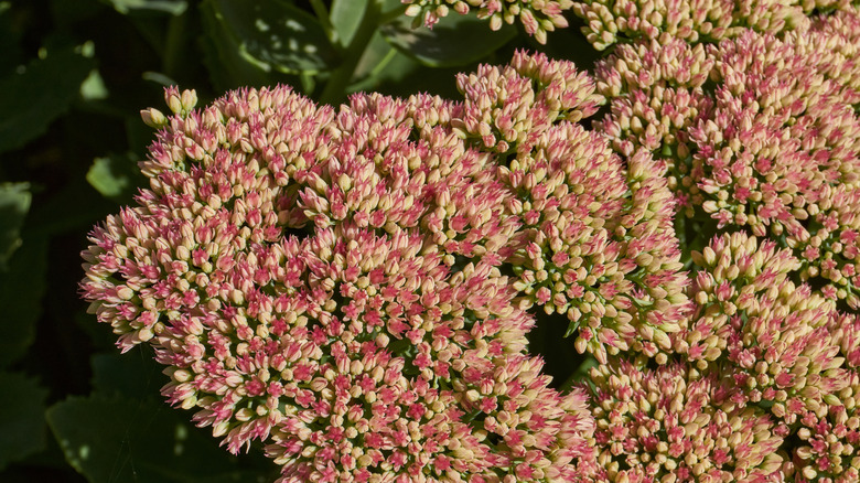 coral colored flowers on stonecrop