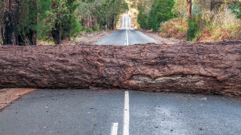 A large tree trunk lays across a road after a storm