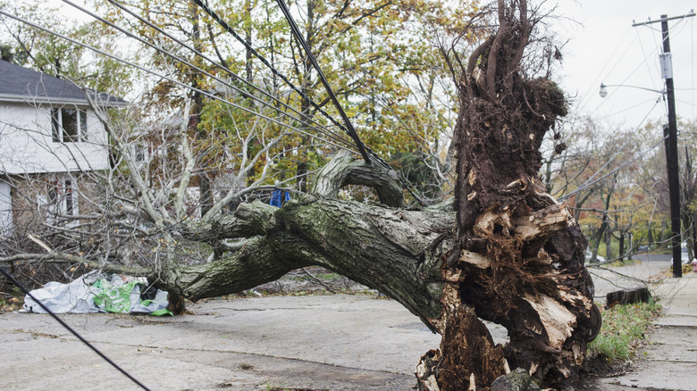 A downed tree is tangled in power lines in front of a house
