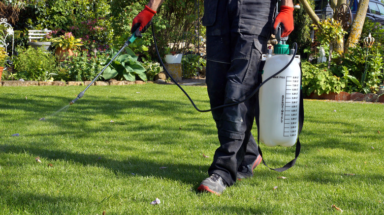 Person spraying weed killer