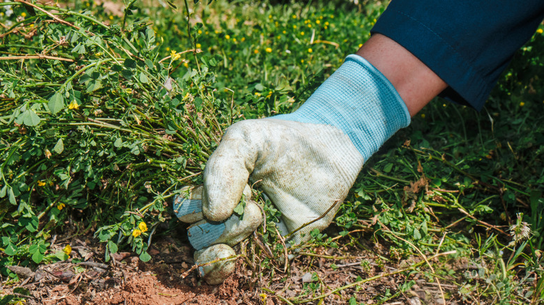 Person pulling roots by hand