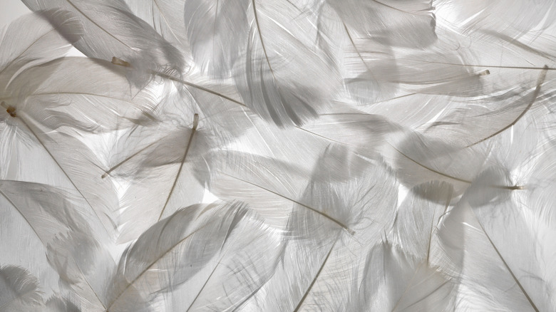 Light shines through layers of white feathers.